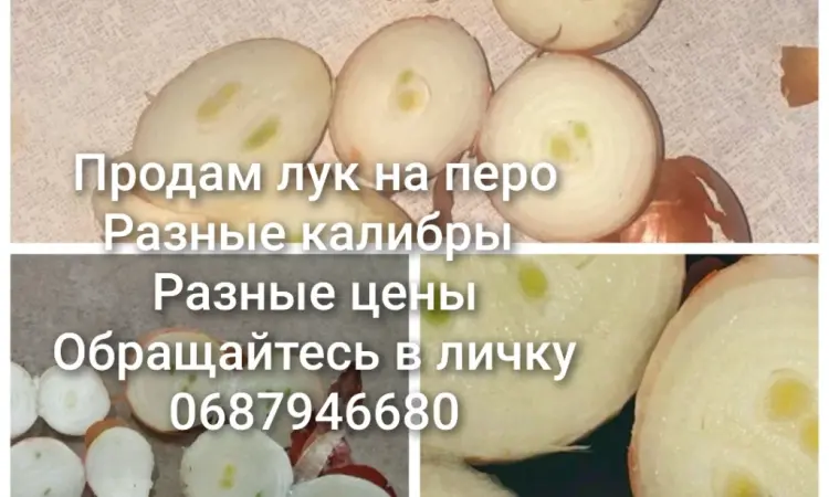 Продам лук на вигонку зелені - фото № 1