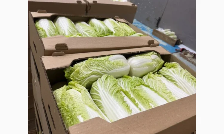 Пекінська капуста для експорту - фото № 4