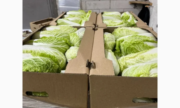 Пекінська капуста для експорту - фото № 2
