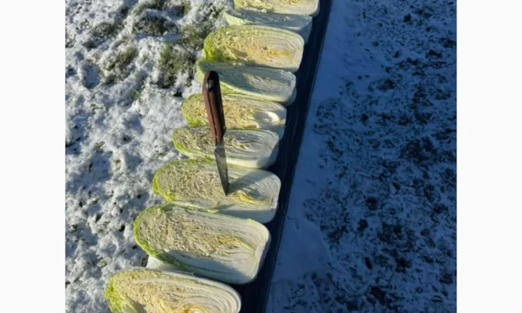 Пекінська капуста для експорту - фото № 3