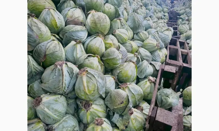 Продам капусту сорта Сторідор и Аргесор - фото № 2