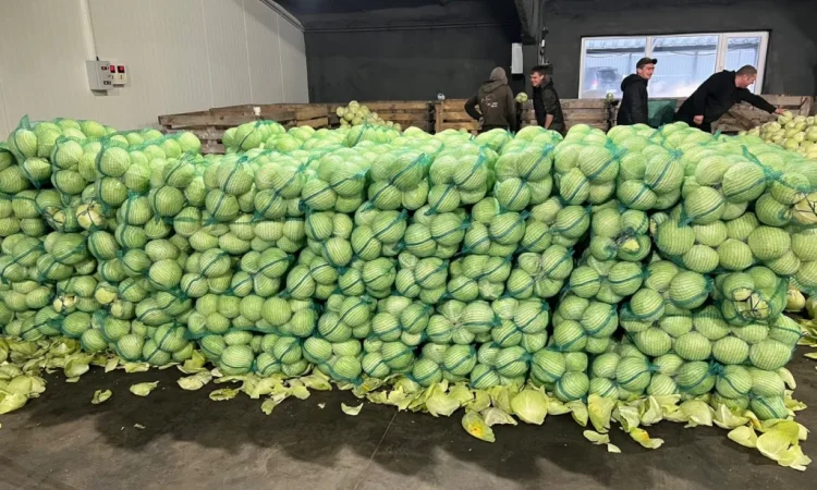 Продажа капусты сорта Тореадор - фото № 1