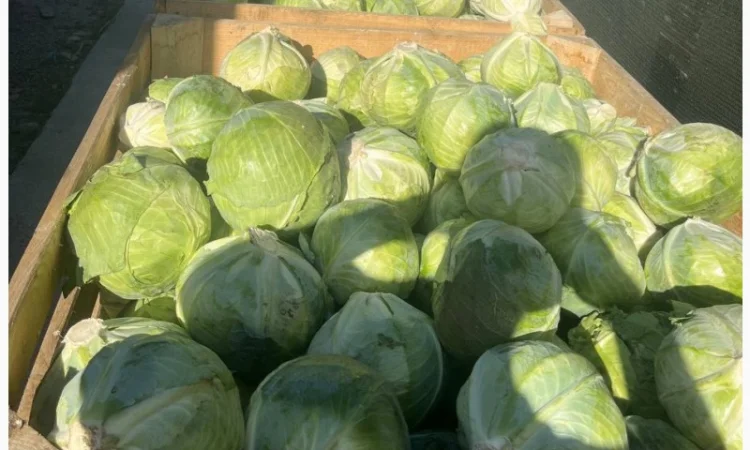 Капуста білокачанна Агресор на продаж - фото № 1