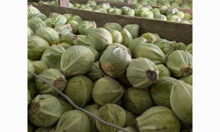 Капуста на продаж - фото № 1