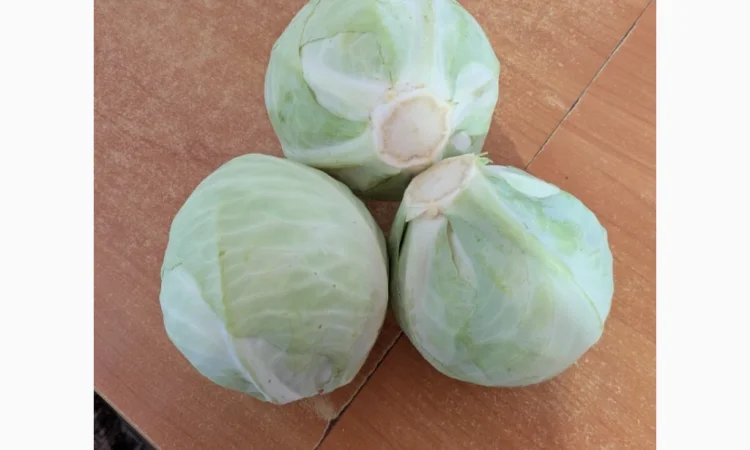 Капуста на продаж - фото № 3