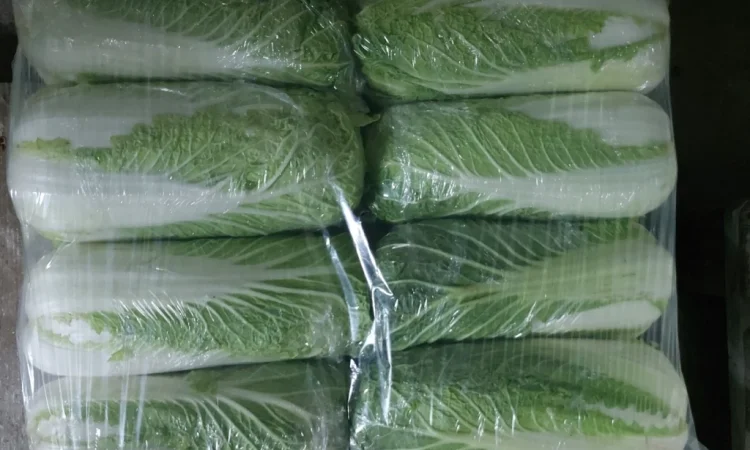 Пекинська капуста на продаж - фото № 1