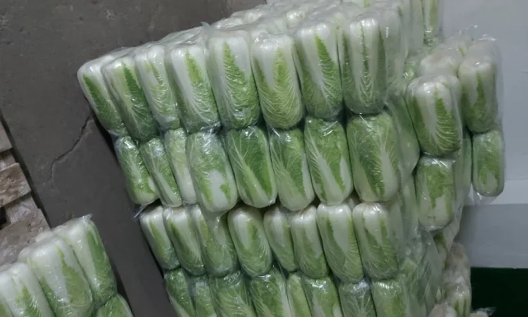 Пекинська капуста на продаж - фото № 3