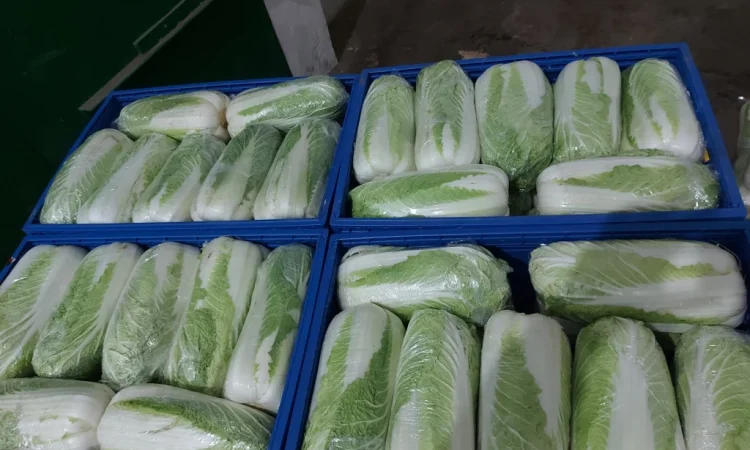 Пекинська капуста на продаж - фото № 6