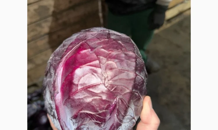 Червоннокачанна капуста оптом - фото № 1