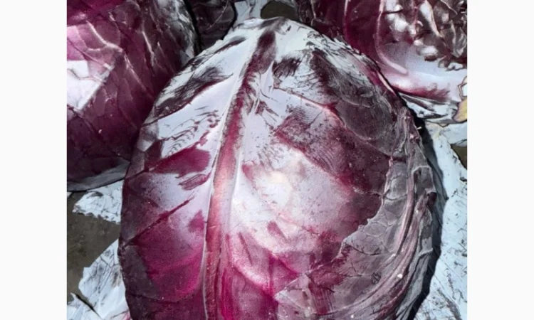 Червоннокачанна капуста оптом - фото № 2