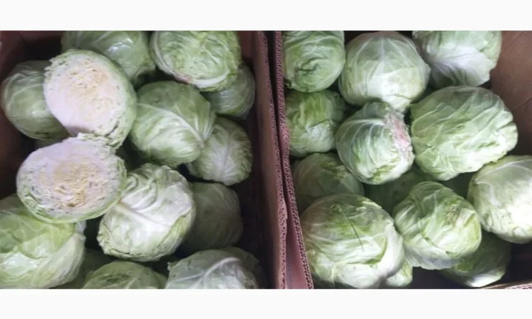 Капуста рання 1, 2 сорт на продаж - фото № 1