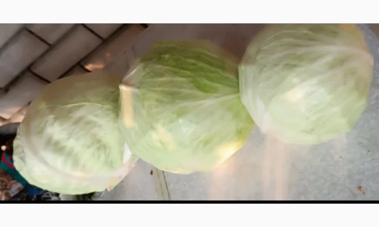 Капуста агресор дрібний опт - фото № 1