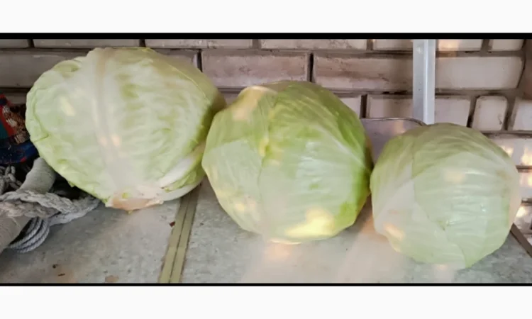 Капуста агресор дрібний опт - фото № 2