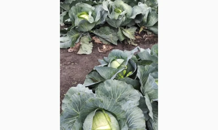 Капуста сорту Агресор на продаж - фото № 1