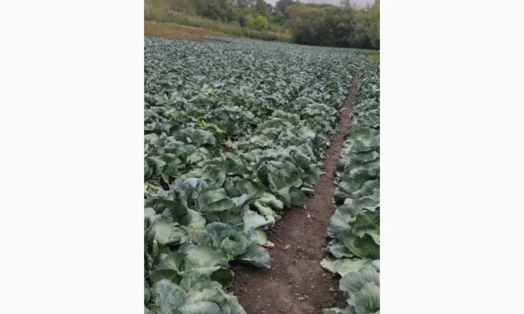 Капуста сорту Агресор на продаж - фото № 2