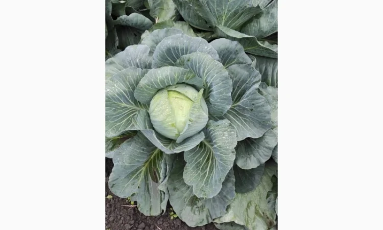 Капуста сорту Агресор на продаж - фото № 3