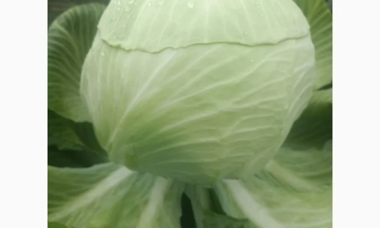 Продаю капусту сортів Валентина та Домінанта - фото № 1