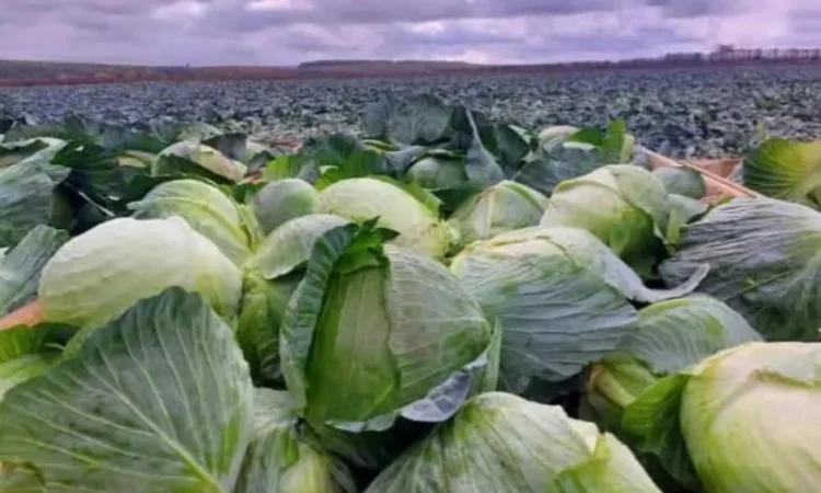 Капуста на продаж - фото № 1