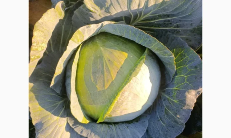 Капуста сорт агресор на продаж - фото № 1