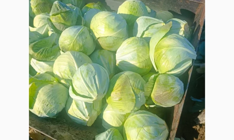 Капуста сорт агресор на продаж - фото № 2