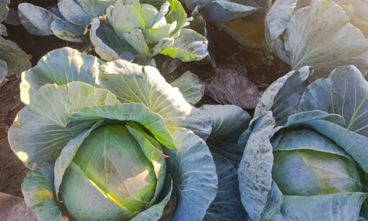 Капуста сорт агресор на продаж - фото № 3