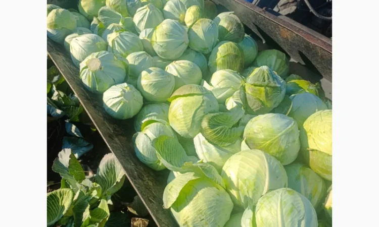 Капуста сорт агресор на продаж - фото № 4