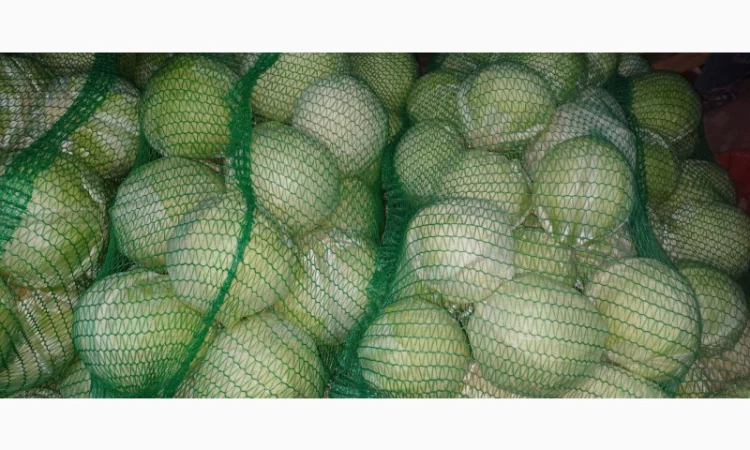 Капуста Бригадир на продаж - фото № 2