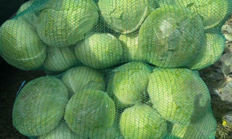 Капуста сорт Агресор на продаж - фото № 1