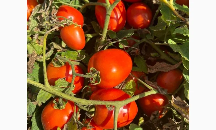 Капуста сорт Агресор на продаж - фото № 2