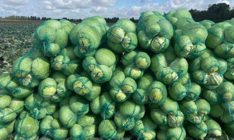 Капуста сорт агресор на продаж - фото № 2