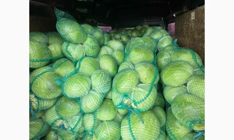 Капуста сорт агресор на продаж - фото № 4