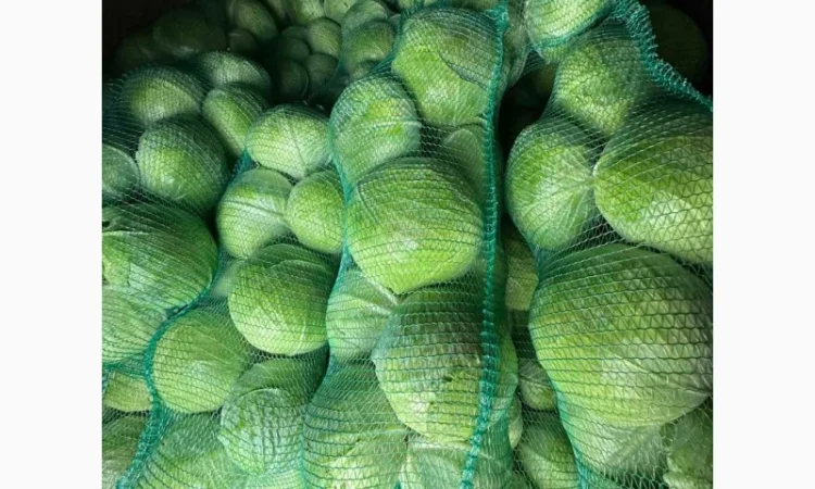 Капуста сорт агресор на продаж - фото № 1