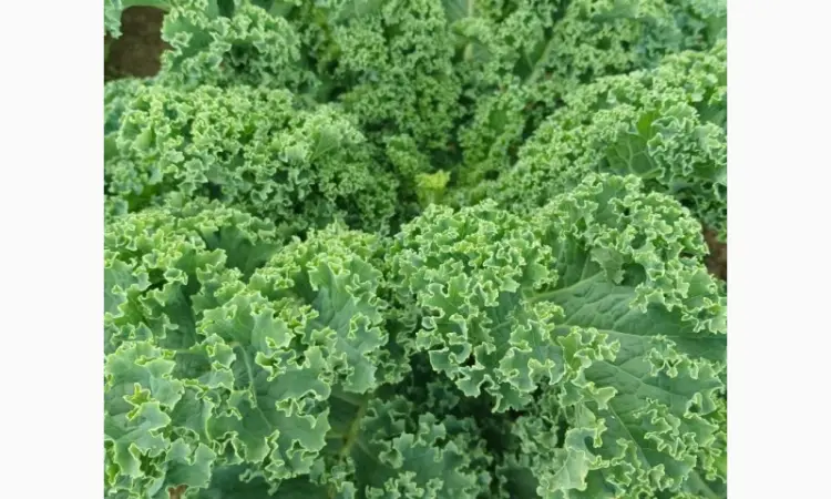 Продам.Свіжа капуста Кале(Kale) – суперфуд прямо з поля! Еко-продукт. Урожай 2025 - фото № 1