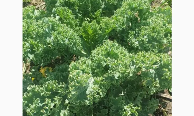 Продам.Свіжа капуста Кале(Kale) – суперфуд прямо з поля! Еко-продукт. Урожай 2025 - фото № 3