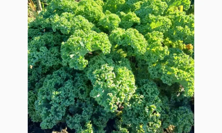 Продам.Свіжа капуста Кале(Kale) – суперфуд прямо з поля! Еко-продукт. Урожай 2025 - фото № 4