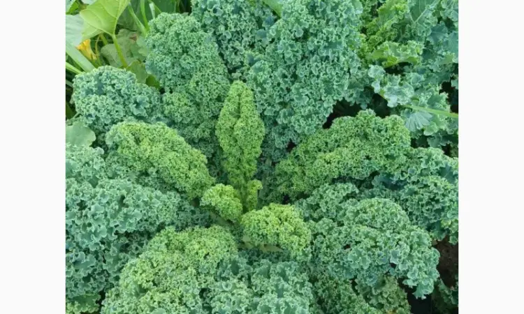 Продам.Свіжа капуста Кале(Kale) – суперфуд прямо з поля! Еко-продукт. Урожай 2025 - фото № 5