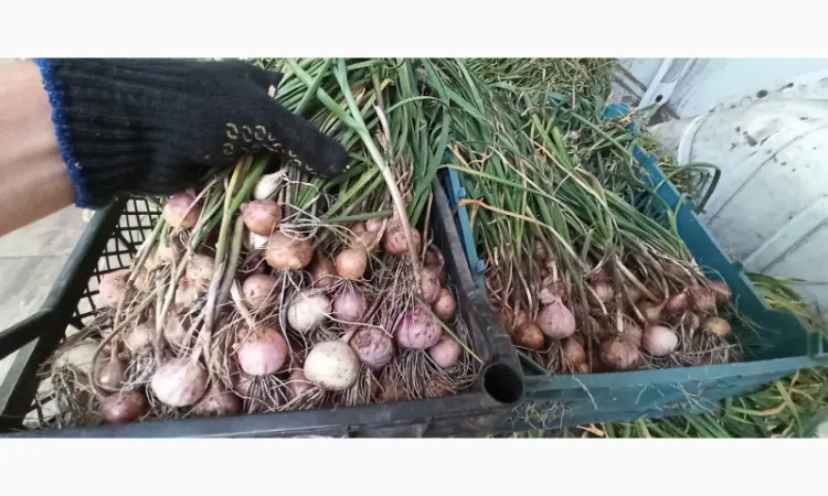 Продам Воздушку чеснока Любаша - фото № 5