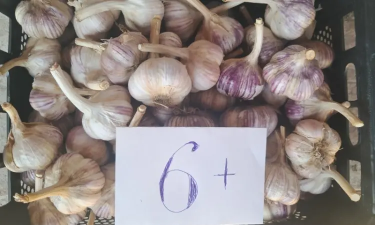 Продам чеснок Любаша - фото № 5