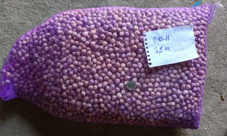 Продам ОДНОЗУБКУ чеснока сорта Любаша - фото № 2