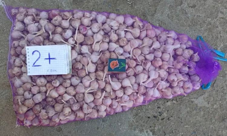 Продам чеснок Любаша 1 репродукция - фото № 1