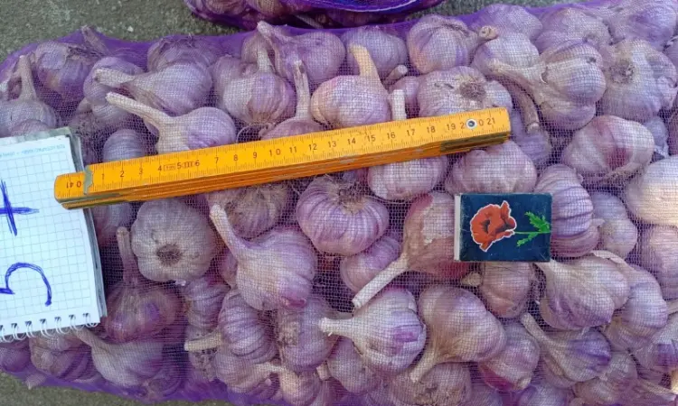 Продам чеснок Любаша 1 репродукция - фото № 4