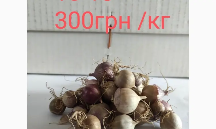 Продам однозубку чеснока сорта Любаша фракция 10-18(300грн) - фото № 1