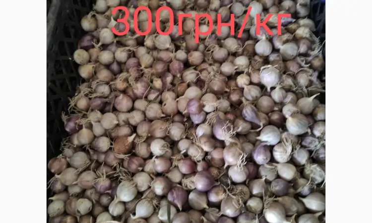 Продам однозубку чеснока сорта Любаша фракция 10-18(300грн) - фото № 2