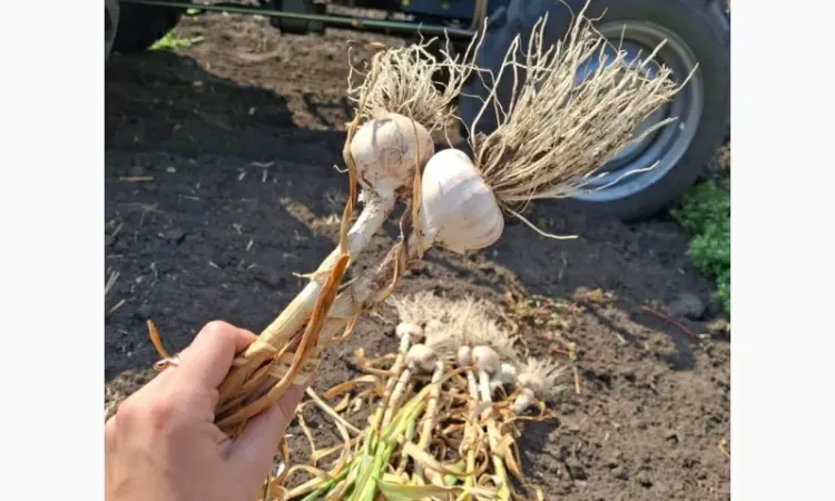 Продам озимый чеснок Любаша - фото № 2