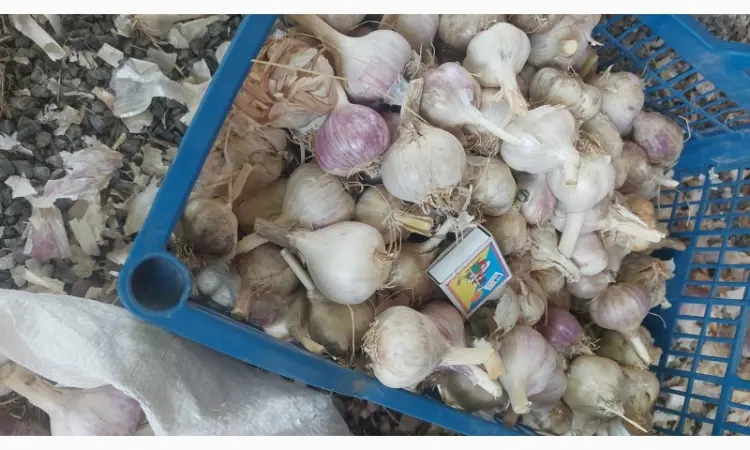 Продам товарный чеснок - фото № 1