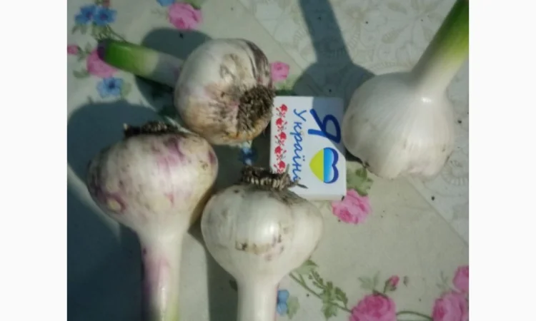 Чеснок сортов Любаша и Софіївський на продажу - фото № 1