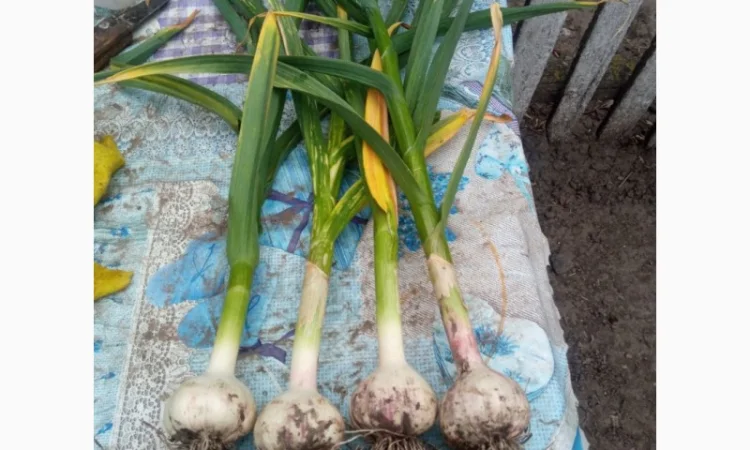 Чеснок сортов Любаша и Софіївський на продажу - фото № 2