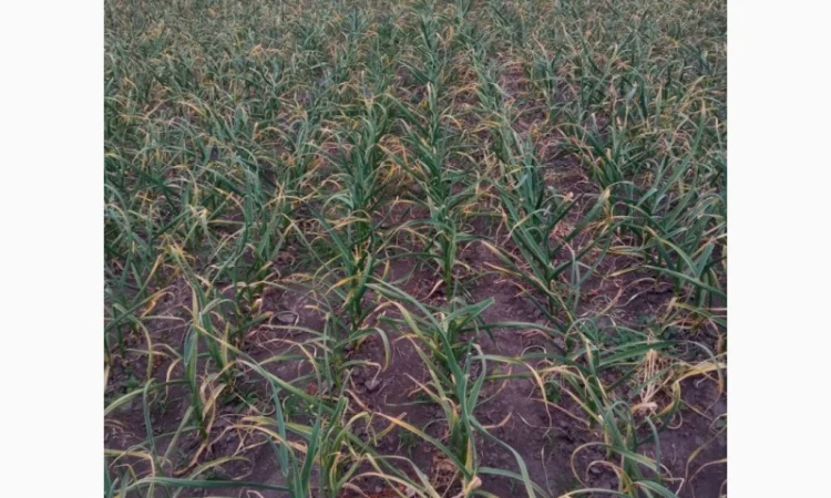 Чеснок сортов Любаша и Софіївський на продажу - фото № 3