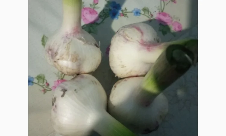 Чеснок сортов Любаша и Софіївський на продажу - фото № 4