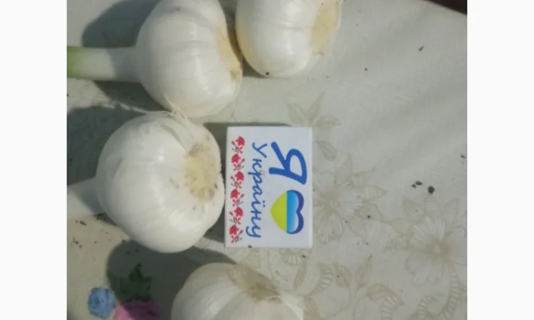 Чеснок сортов Любаша и Софіївський на продажу - фото № 5